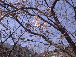 写真： 中江川で三分咲きとなったサクラ並木